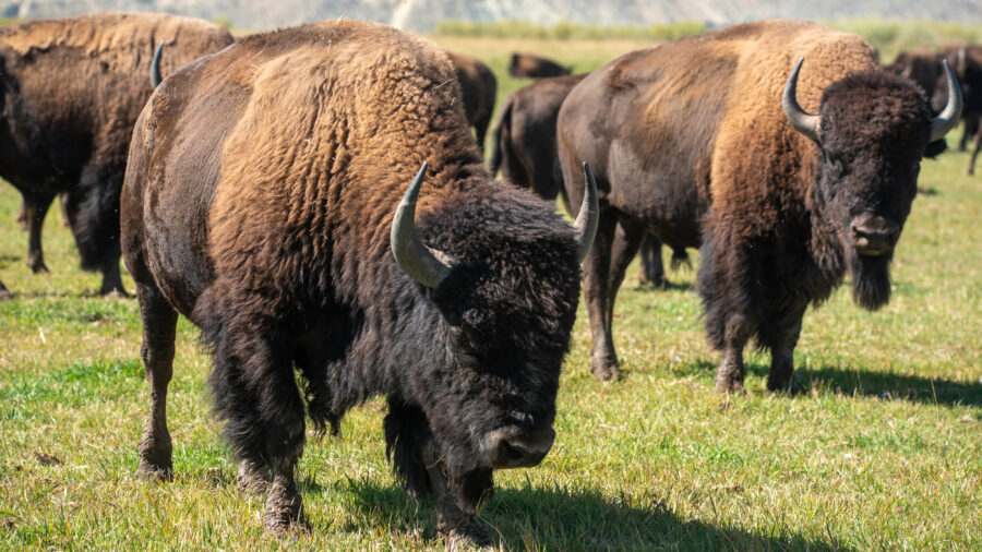 Bison graze at the Wind River Tribal Buffalo Initiative in Wyoming. Credit: Michael Kodas/Inside Climate News