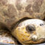 The loggerhead sea turtle, Bowser, was brought to the Gulfarium Marine Adventure Park’s CARE Center for rehabilitation on June 7 after being hooked on a fishing line. Credit: Gulfarium CARE Center