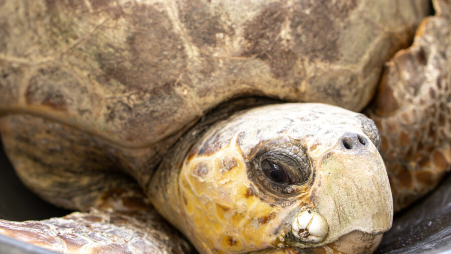 The loggerhead sea turtle, Bowser, was brought to the Gulfarium Marine Adventure Park’s CARE Center for rehabilitation on June 7 after being hooked on a fishing line. Credit: Gulfarium CARE Center