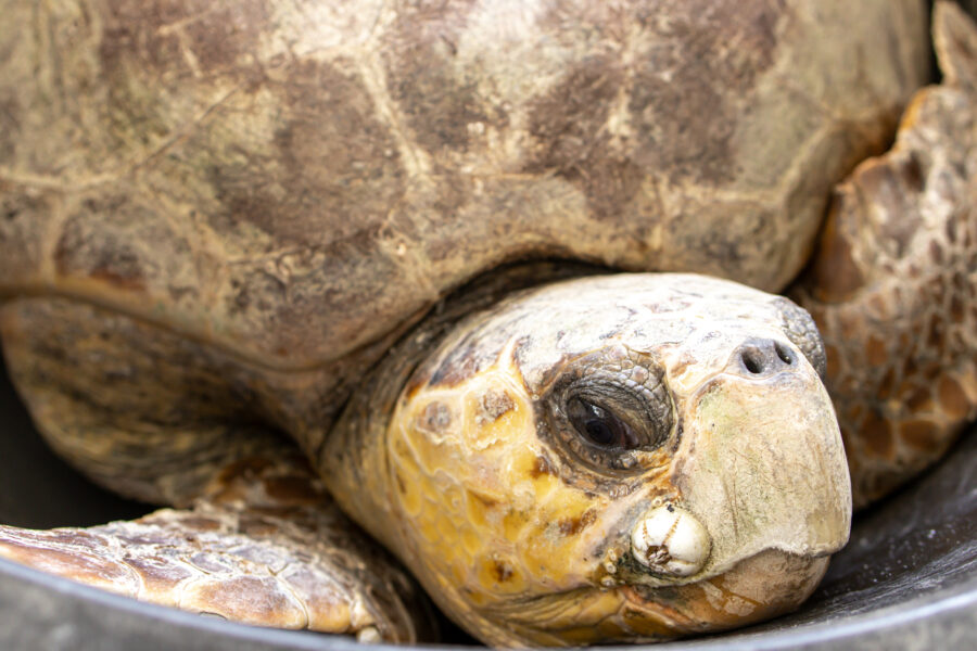 The loggerhead sea turtle, Bowser, was brought to the Gulfarium Marine Adventure Park’s CARE Center for rehabilitation on June 7 after being hooked on a fishing line. Credit: Gulfarium CARE Center