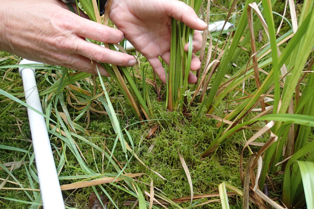 Population estimates are determined by counting and recording the number of northeastern bulrush clumps at a site. Credit: Mary Ann Furedi/Pennsylvania Natural Heritage Program