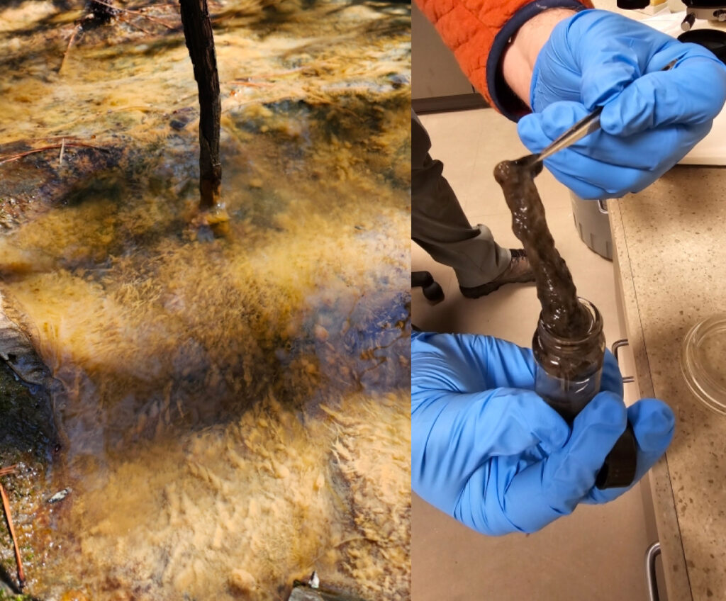 Durham officials found “mucilaginous goo” in a creek downstream of Brenntag. Other tests by company contractors and the Haw Riverkeeper have found toxic chemicals in the groundwater and the creek. Credit: City of Durham
