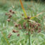 A flowering northeastern bulrush. Credit: Mary Ann Furedi/Western Pennsylvania Conservancy/Pennsylvania Natural Heritage Program