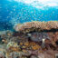 A resilient coral reef in Siquijor, Philippines. New research shows more reefs may be able to survive climate change than previously thought. Credit: Steve De Neef