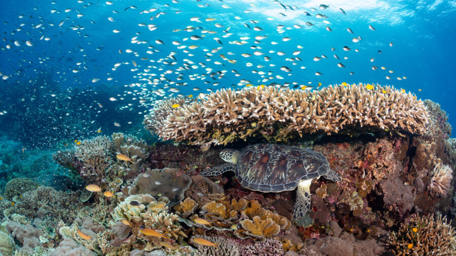 A resilient coral reef in Siquijor, Philippines. New research shows more reefs may be able to survive climate change than previously thought. Credit: Steve De Neef