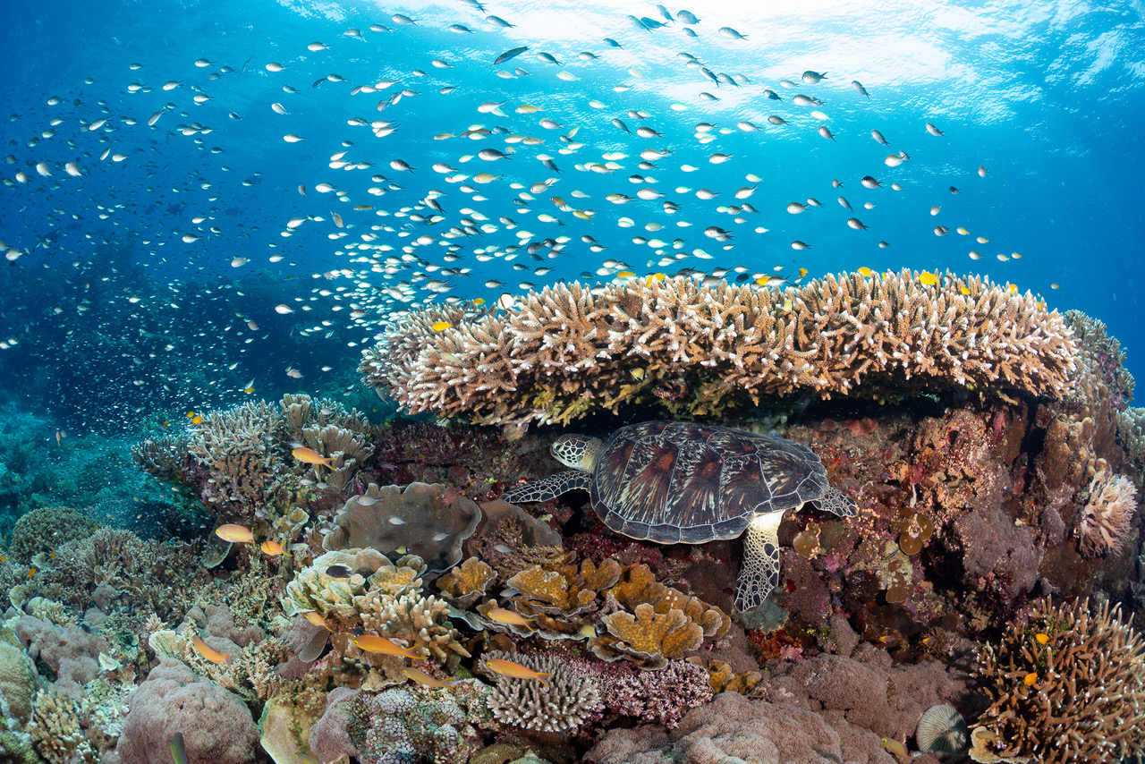 More Coral Reefs May Survive Climate Change Than Scientists Once Thought