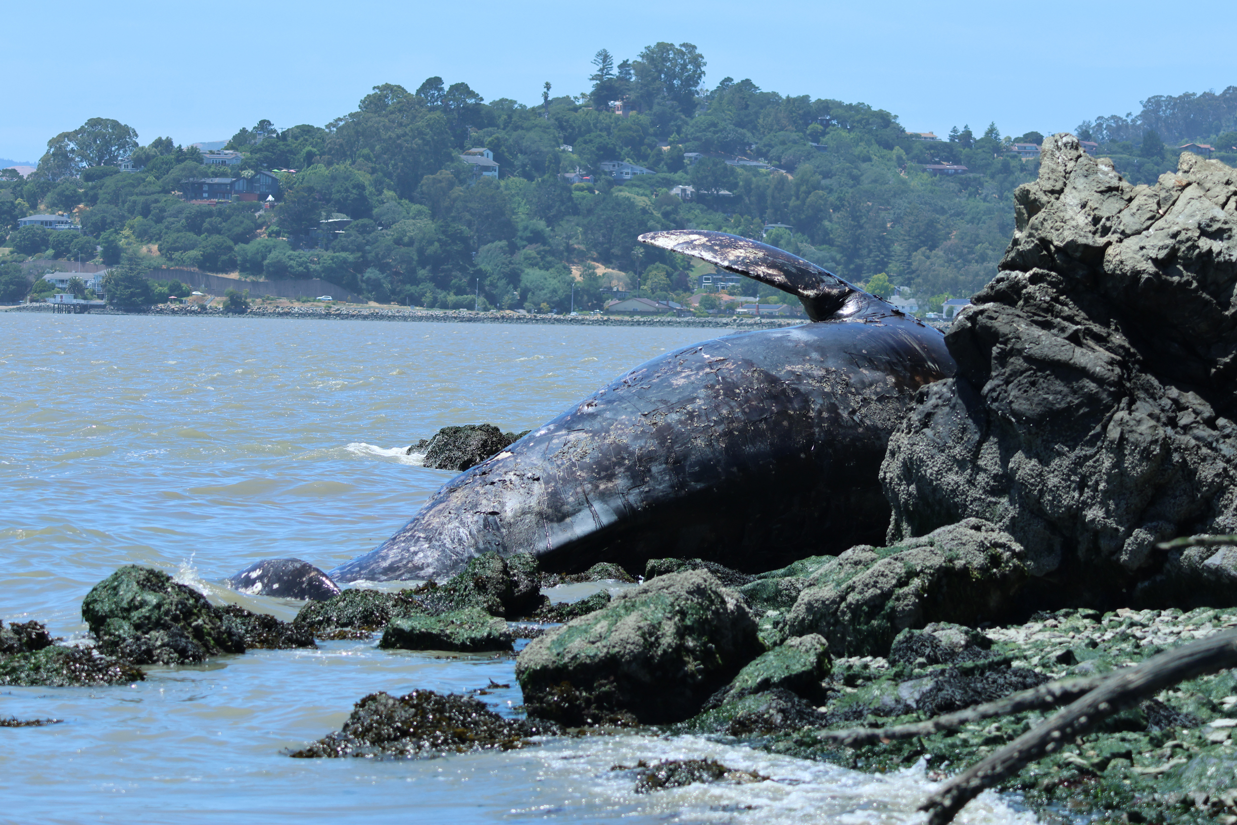 In 2025, a gray whale known as “Ladybug” washed ashore near McNears Beach in San Rafael, Calif. Credit: Adelle Wilkin/The Marine Mammal Center