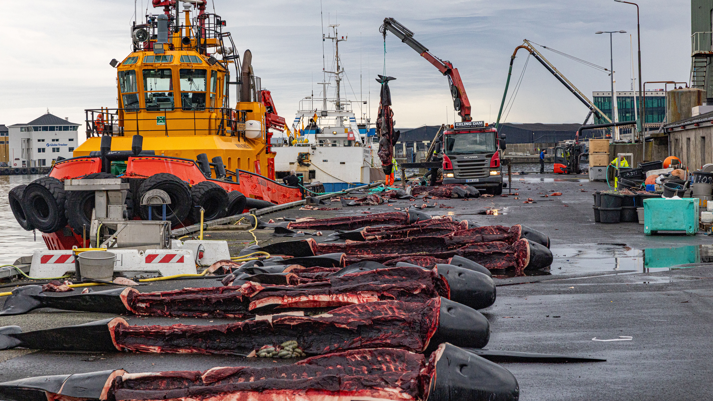 The Faroese government and many residents continue to defend pilot whale meat as a sustainable, healthy source of protein despite it containing high levels of mercury and other contaminants. Credit: Sea Shepherd