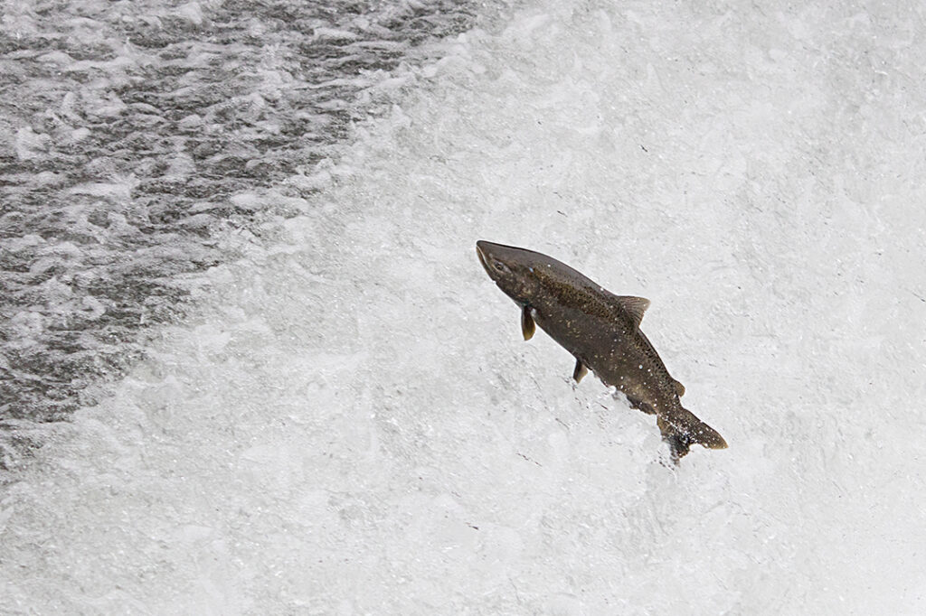 A Chinook salmon jumps out of the water near the Coleman National Fish Hatchery in Shasta County, California. Credit: Laura Mahoney/USFWS
