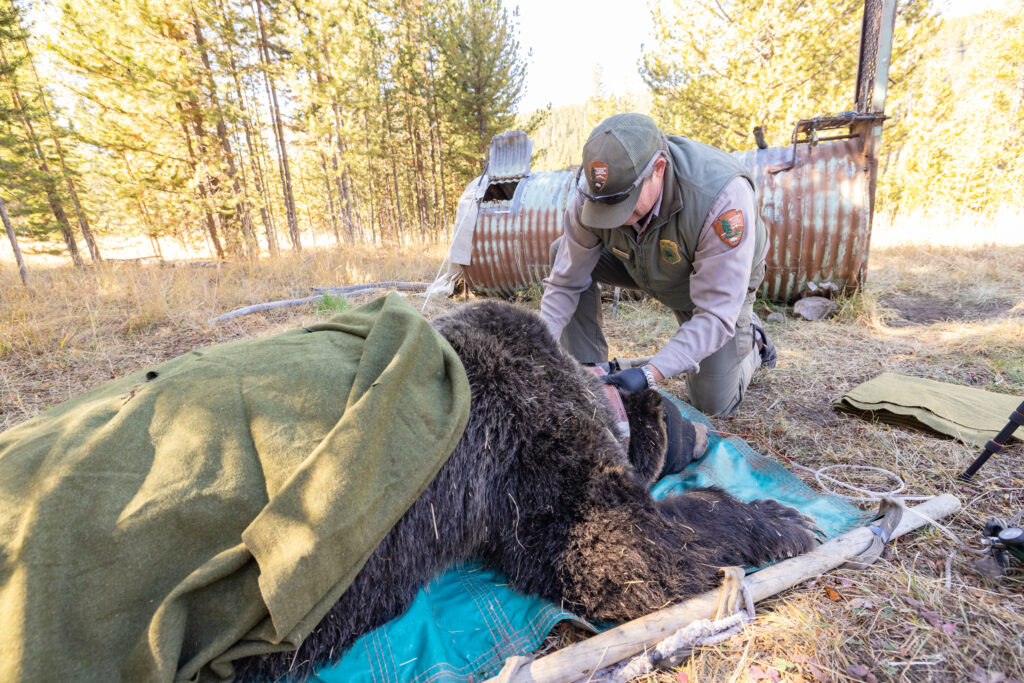 Will Trump’s Handoff of Grizzly Management to States Lead to More Dead Bears?