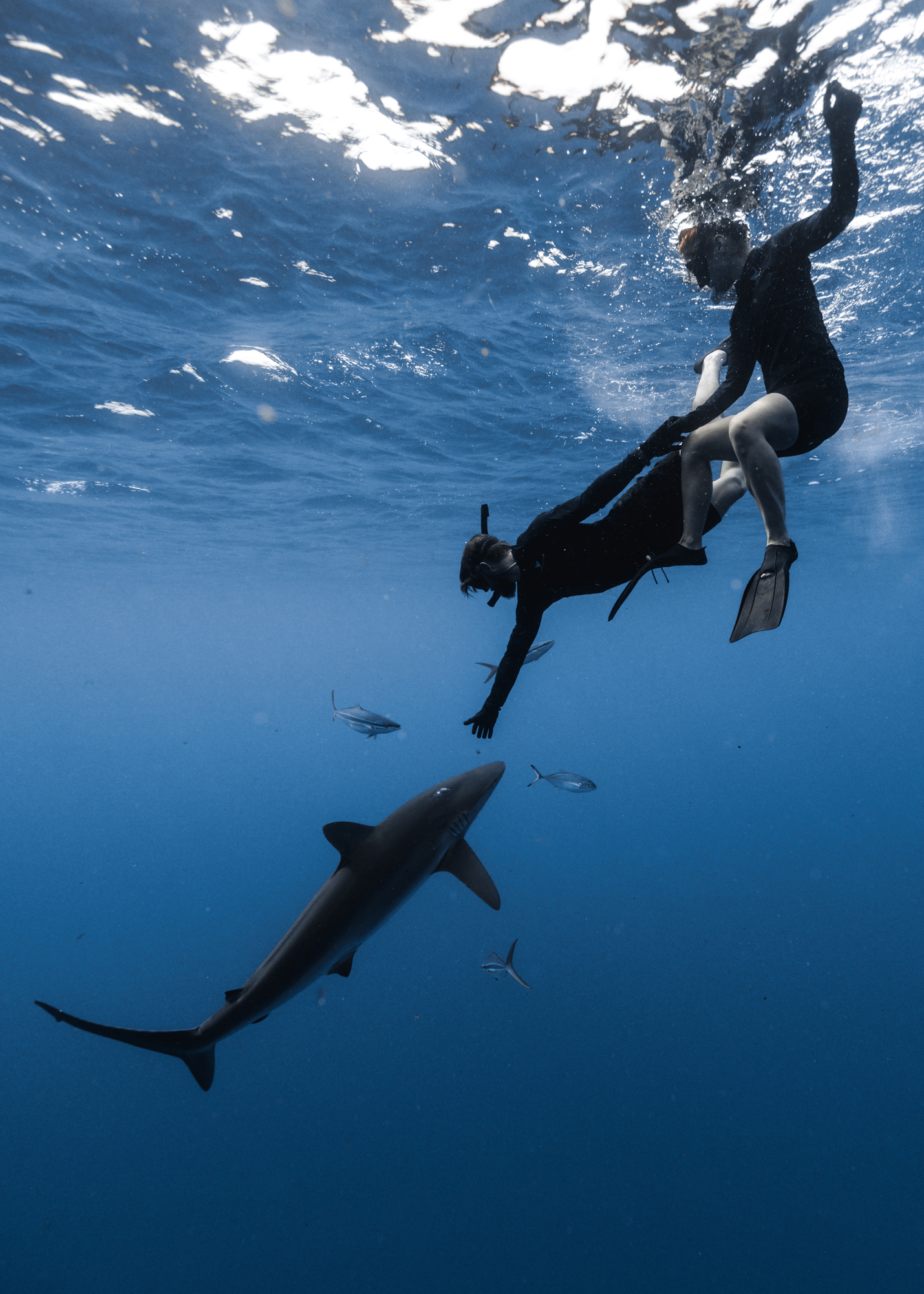 Two divers swimming next to a silky shark with Mansell’s shark-diving charter. Credit: Danny Lomas