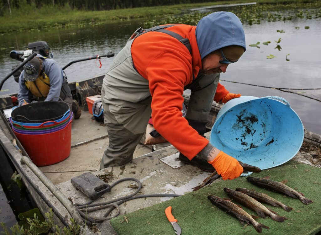 Corey Ercolani counts weighs and measures pike that he and Thomas Sitz, back, caught in their net near Nancy Lake in Willow, Alaska on Monday, June 22, 2026. The pair work as Fish and Wildlife Technicians for the Alaska Department of Fish and Game and are spending the summer trying to eradicate the pike from this stream in order to bring back other species here, like salmon. Credit: Emily Mesner/Inside Climate News