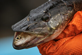 A coho salmon is visible in the mouth of a pike that was netted and killed near Nancy Lake in Willow, Alaska on Monday, June 22, 2026. The pike is an invasive species to the area. Credit: Emily Mesner/Inside Climate News