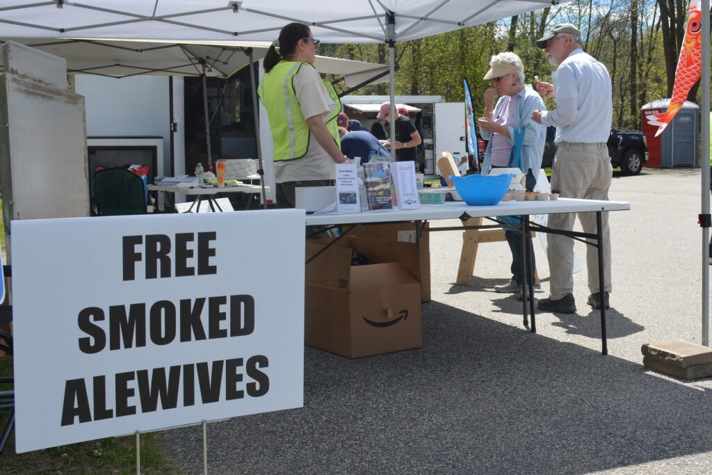The town of Benton held its annual Alewife Festival to celebrate the fish’s migration. The festival includes fish-themed crafts, education booths and samples of the fish. Credit: Sydney Cromwell/Inside Climate News