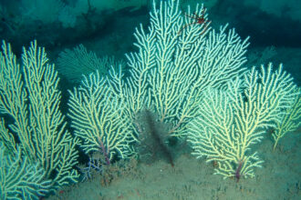 A mixture of soft corals discovered more than 50 meters below the surface off West Africa’s Benin coast. Credit: Gérard Zinzindohoué/IRHOB