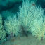 A mixture of soft corals discovered more than 50 meters below the surface off West Africa’s Benin coast. Credit: Gérard Zinzindohoué/IRHOB