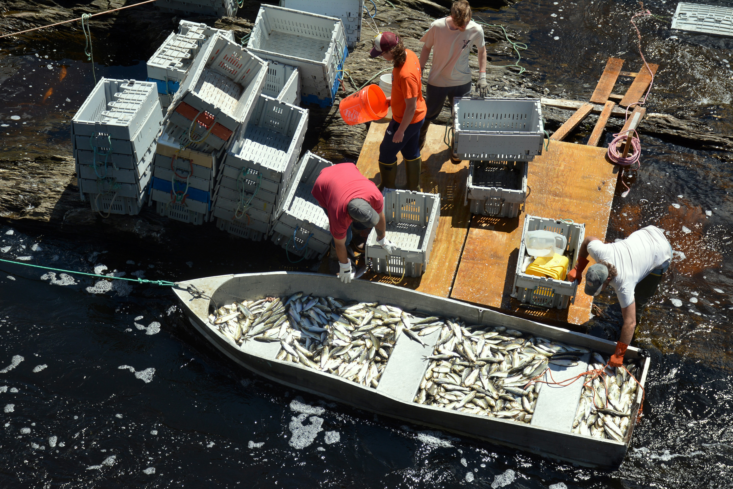 Due to the alewife’s depleted populations, towns must track their migration numbers and adhere to strict limits on when, where and how much harvesters can catch. Credit: Sydney Cromwell/Inside Climate News