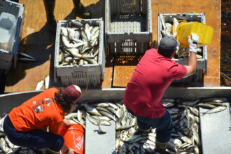 Commercial fishers haul in their alewife catch south of Benton Falls Dam in Benton, Maine, on May 16. Credit: Sydney Cromwell/Inside Climate News