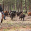 Janna Martin Gliatto moves cattle from one pasture to another near Montague, Calif. Martin Gliatto started working with Working Circle in 2022 to protect her ranch from wolves.