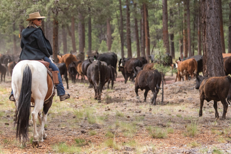 Janna Martin Gliatto moves cattle from one pasture to another near Montague, Calif. Martin Gliatto started working with Working Circle in 2022 to protect her ranch from wolves.
