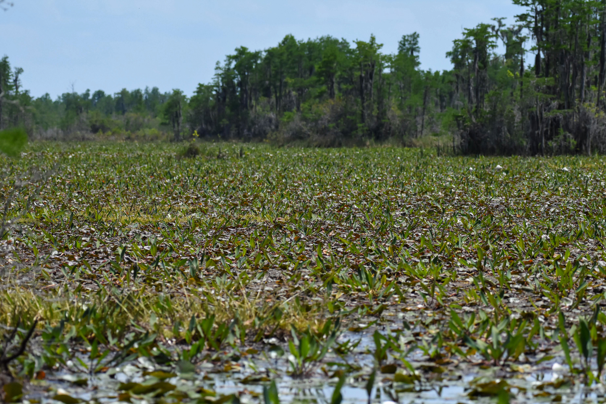 A "prairie" in the Okefenokee swamp hosts lilies and floating platforms of peat. Credit: Ryan Krugman/Inside Climate News