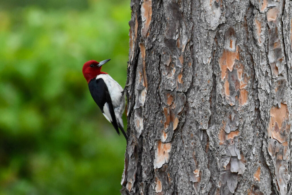 A red-headed woodpecker. Credit: Ryan Krugman/Inside Climate News