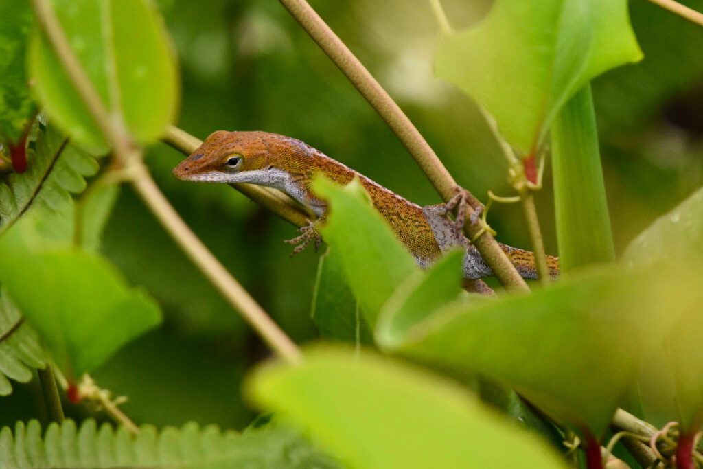 A green anole. Credit: Ryan Krugman/Inside Climate News