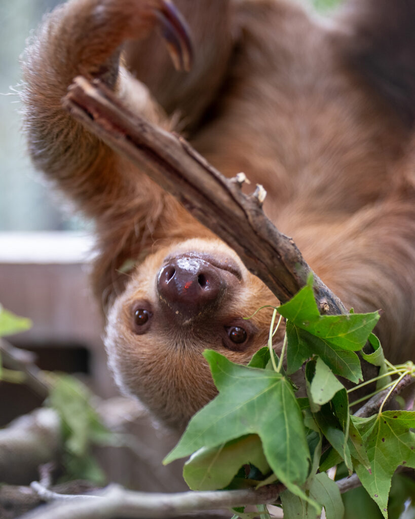 A surviving sloth named Dolce hangs at the Central Florida Zoo. Credit: Central Florida Zoo