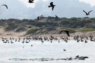 Sea lions swim in the Pacific Ocean as birds fly above near Morro Bay, Calif. Credit: Mario Tama/Getty Images