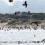 Sea lions swim in the Pacific Ocean as birds fly above near Morro Bay, Calif. Credit: Mario Tama/Getty Images