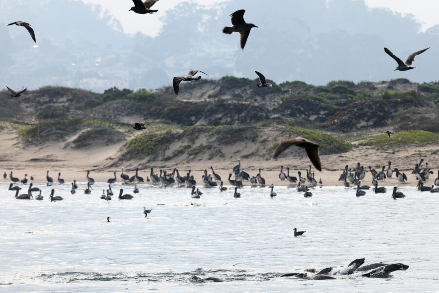 Sea lions swim in the Pacific Ocean as birds fly above near Morro Bay, Calif. Credit: Mario Tama/Getty Images