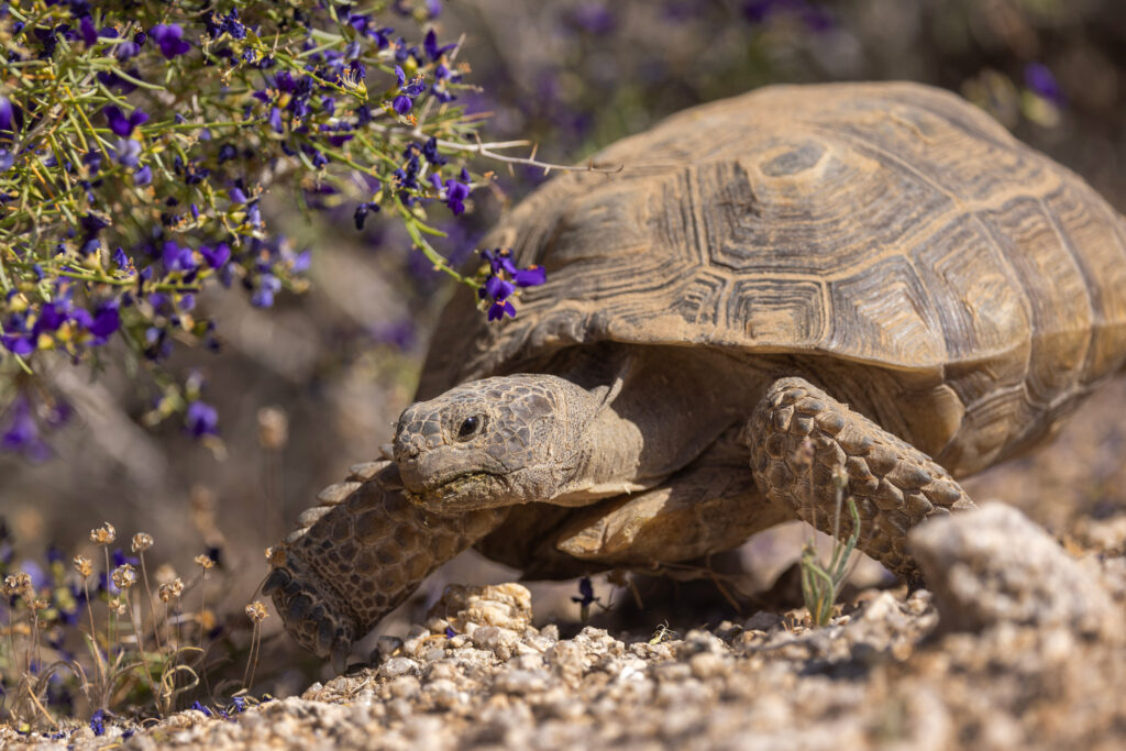Tribes and Environmental Groups Push Back on Trump Rule to Diminish Habitat Protections for Endangered Species