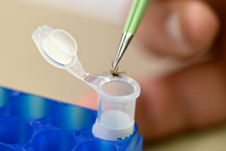 A mosquito is tested for the presence of West Nile virus at the Harris County Mosquito Survey facility in Houston. Credit: Kirk Sides/Houston Chronicle via Getty Images