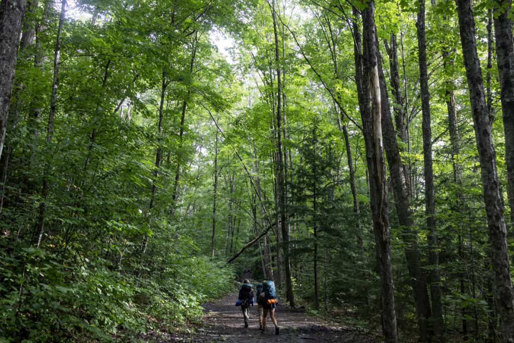 The Spectacular Regrowth of New England’s Forests