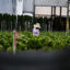 A farmworker tends to a farm in Homestead, Fla., on April 25, 2025. Credit: Chandan Khanna/AFP via Getty Images