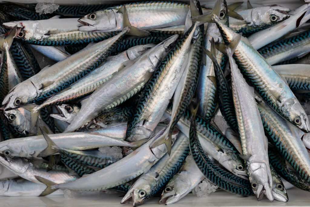 The Atlantic mackerel supply stock has declined by over 10 million tons since 2014, driven by aggressive overfishing. Credit: Fred Tanneau/AFP via Getty Images