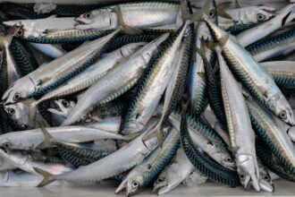 Freshly caught mackerels sit on ice in Brest, France, on Dec. 11, 2025. Credit: Fred Tanneau/AFP via Getty Images