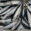 Freshly caught mackerels sit on ice in Brest, France, on Dec. 11, 2025. Credit: Fred Tanneau/AFP via Getty Images