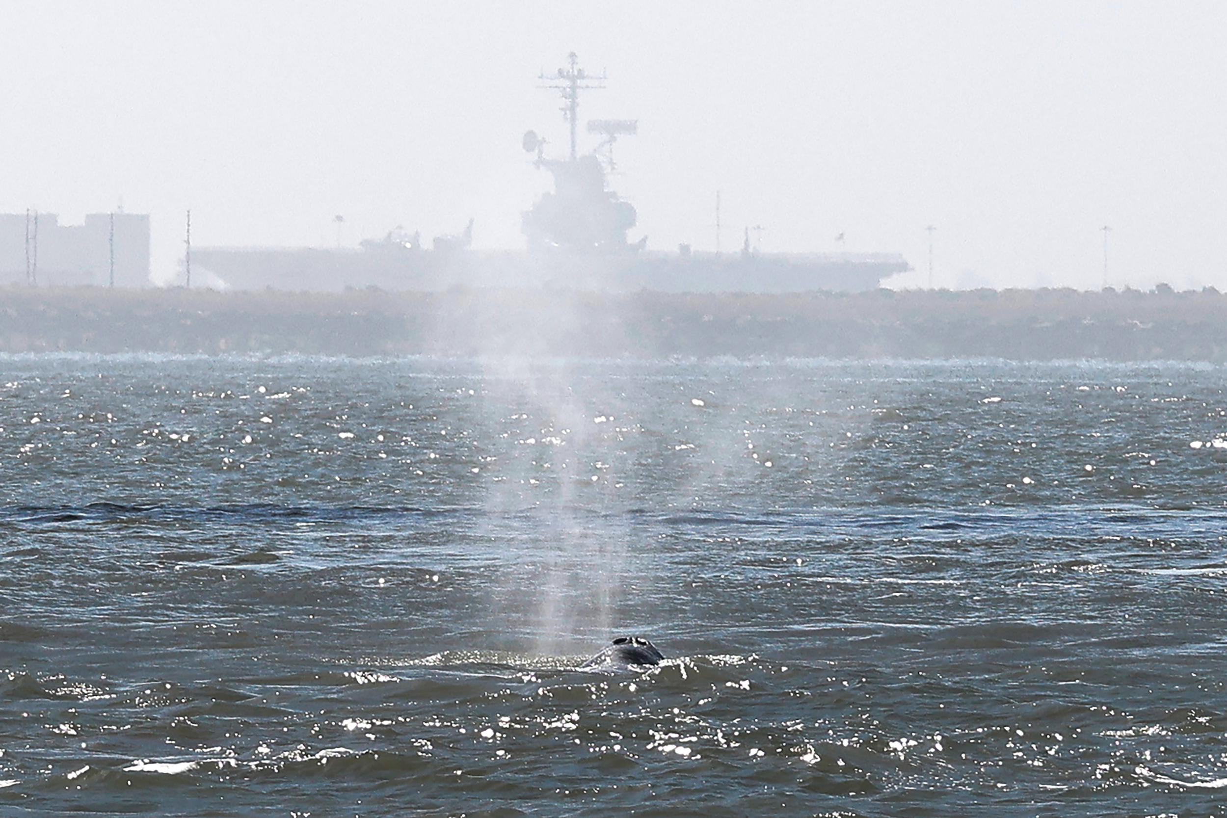 A gray whale comes up for air while feeding in San Francisco Bay on May 21. Credit: Jessica Christian/San Francisco Chronicle via Getty Images