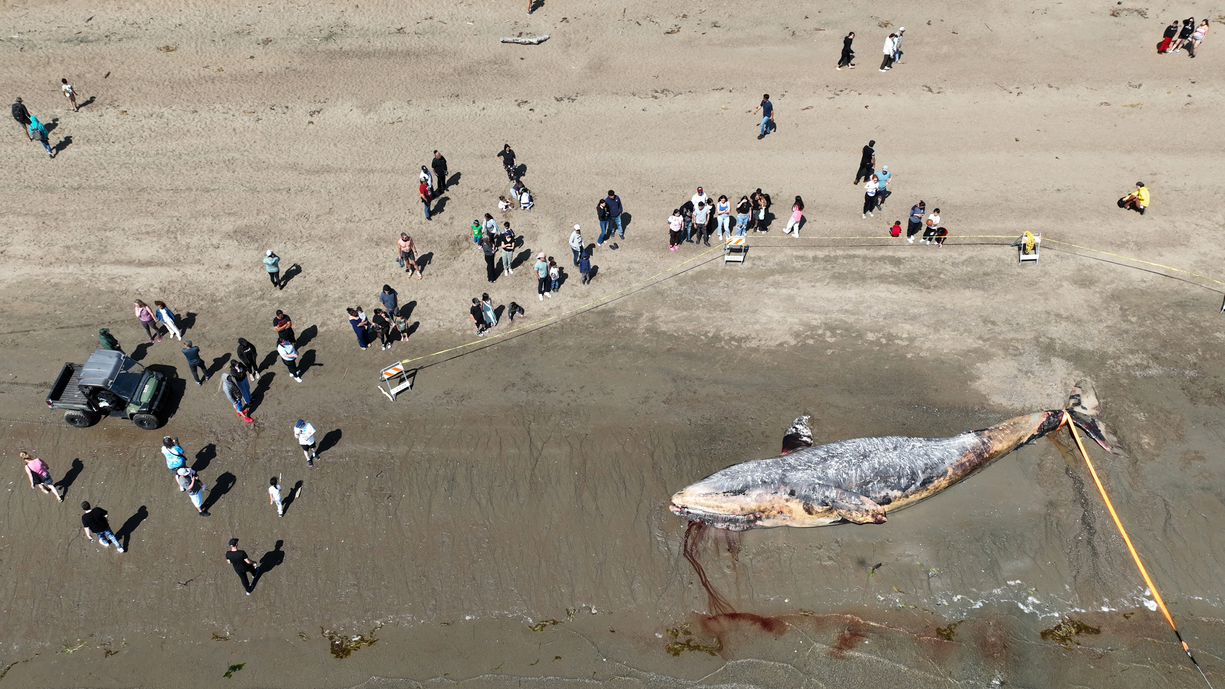 People gather around a dead gray whale that washed up on the shoreline of a beach in Alameda, Calif., on April 21, 2025. Credit: Jane Tyska/Digital First Media/East Bay Times via Getty Images