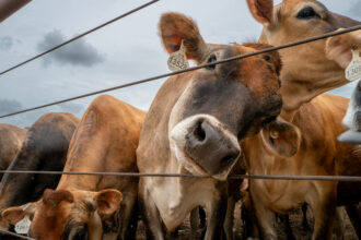 At the crux of the lawsuit is the permit’s lack of “representative monitoring” to detect the illegal entrance of pollutants into ground and surface water from CAFOs. Credit: Brandon Bell/Getty Images