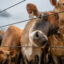 At the crux of the lawsuit is the permit’s lack of “representative monitoring” to detect the illegal entrance of pollutants into ground and surface water from CAFOs. Credit: Brandon Bell/Getty Images