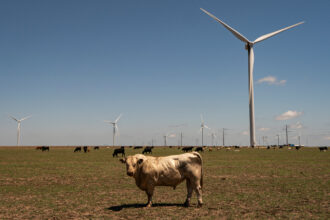 Cows graze in a field near a wind farm on June 7 in Groom, Texas. Credit: Al Drago/Getty Images