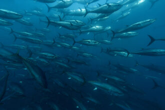 A large school of bluefin tuna swims inside a harvesting pen off the coast of Izmir, Turkey, on July 3 after being caught by fishermen in the Mediterranean Sea. Credit: Tahsin Ceylan/Anadolu via Getty Images