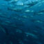 A large school of bluefin tuna swims inside a harvesting pen off the coast of Izmir, Turkey, on July 3 after being caught by fishermen in the Mediterranean Sea. Credit: Tahsin Ceylan/Anadolu via Getty Images