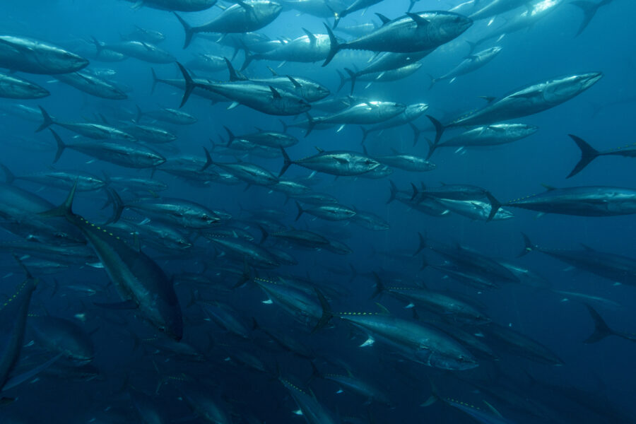 A large school of bluefin tuna swims inside a harvesting pen off the coast of Izmir, Turkey, on July 3 after being caught by fishermen in the Mediterranean Sea. Credit: Tahsin Ceylan/Anadolu via Getty Images