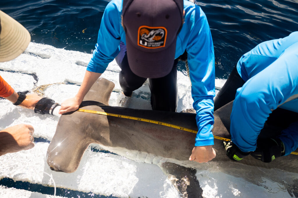 Researchers with the University of Miami’s Shark Research and Conservation Program measure a great hammerhead. Credit: Brynne Casto/University of Miami Shark Research and Conservation Program