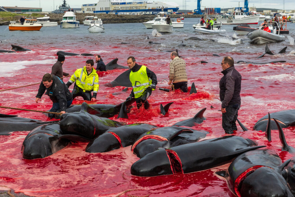 Once a pod of pilot whales is spotted at sea, dozens of boats drive them into designated killing bays where they are slaughtered and butchered for their meat and blubber. Credit: Sea Shepherd