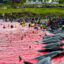 On May 27, more than 700 pilot whales and other dolphins were killed in three different community-organized hunts, known as the grindadráp, in the Faroe Islands. Credit: Sea Shepherd