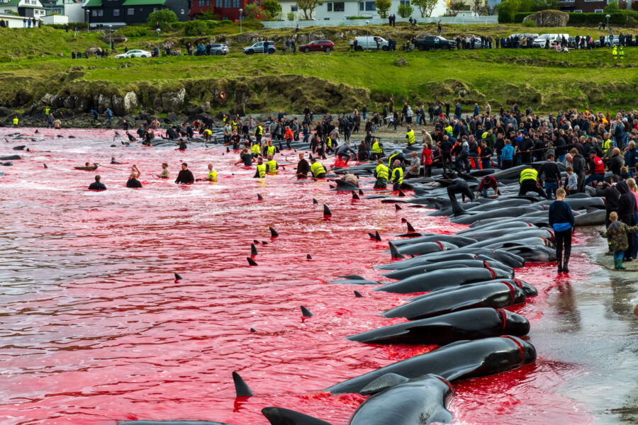 On May 27, more than 700 pilot whales and other dolphins were killed in three different community-organized hunts, known as the grindadráp, in the Faroe Islands. Credit: Sea Shepherd